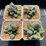 Adromischus marianiae 'Alveolatus'