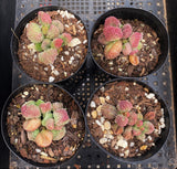 Adromischus marianiae 'Herrei'
