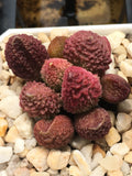 Adromischus marianiae 'Herrei' (Red Round Form)  MELBOURNE SYDNEY ADELAIDE QUEENSLAND CANBERRA VICTORIA NSW QUEENSLAND SOUTH AUSTRALIA ACT SUCCULENT 多肉 墨尔本 维多利亚 澳洲 澳大利亚 悉尼 新南威尔士 阿德莱德 南澳 昆士兰 布里斯本 黄金海岸 多肉植物 堪培拉