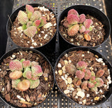 Adromischus marianiae 'Herrei'