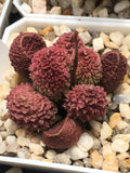 Adromischus marianiae 'Herrei' (Red Round Form)  MELBOURNE SYDNEY ADELAIDE QUEENSLAND CANBERRA VICTORIA NSW QUEENSLAND SOUTH AUSTRALIA ACT SUCCULENT 多肉 墨尔本 维多利亚 澳洲 澳大利亚 悉尼 新南威尔士 阿德莱德 南澳 昆士兰 布里斯本 黄金海岸 多肉植物 堪培拉