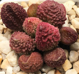Adromischus marianiae 'Herrei' (Red Round Form)  MELBOURNE SYDNEY ADELAIDE QUEENSLAND CANBERRA VICTORIA NSW QUEENSLAND SOUTH AUSTRALIA ACT SUCCULENT 多肉 墨尔本 维多利亚 澳洲 澳大利亚 悉尼 新南威尔士 阿德莱德 南澳 昆士兰 布里斯本 黄金海岸 多肉植物 堪培拉