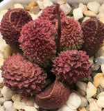 Adromischus marianiae 'Herrei' (Red Round Form)  MELBOURNE SYDNEY ADELAIDE QUEENSLAND CANBERRA VICTORIA NSW QUEENSLAND SOUTH AUSTRALIA ACT SUCCULENT 多肉 墨尔本 维多利亚 澳洲 澳大利亚 悉尼 新南威尔士 阿德莱德 南澳 昆士兰 布里斯本 黄金海岸 多肉植物 堪培拉