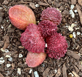 Adromischus marianiae 'Herrei'