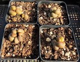 Adromischus Marianiae little spheroid