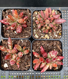 Adromischus filicaulis red spotted