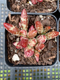 Adromischus filicaulis red spotted