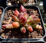 Adromischus filicaulis red spotted