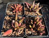 Adromischus marianiae 'antidorcatum'