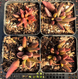 Adromischus marianiae 'antidorcatum'