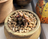 Adromischus marianiae herrei miniature