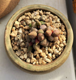 Adromischus marianiae herrei miniature