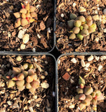 Adromischus marianiae herrei miniature