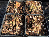 Adromischus marianiae herrei miniature