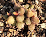 Adromischus marianiae herrei miniature