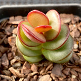 Adromischus subdistichus