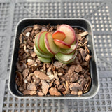Adromischus subdistichus