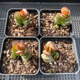 Adromischus subdistichus