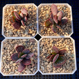 Adromischus trigynus