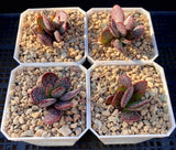 Adromischus trigynus