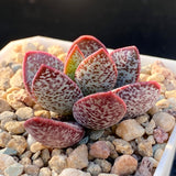 Adromischus trigynus