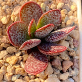 Adromischus trigynus