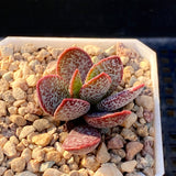 Adromischus trigynus