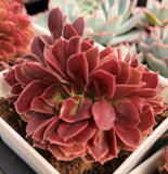 Aeonium velour cristata MELBOURNE SYDNEY ADELAIDE QUEENSLAND CANBERRA VICTORIA NSW QUEENSLAND SOUTH AUSTRALIA ACT SUCCULENT 多肉 墨尔本 维多利亚 澳洲 澳大利亚 悉尼 新南威尔士 阿德莱德 南澳 昆士兰 布里斯本 黄金海岸 多肉植物 堪培拉