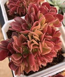 Aeonium velour cristata MELBOURNE SYDNEY ADELAIDE QUEENSLAND CANBERRA VICTORIA NSW QUEENSLAND SOUTH AUSTRALIA ACT SUCCULENT 多肉 墨尔本 维多利亚 澳洲 澳大利亚 悉尼 新南威尔士 阿德莱德 南澳 昆士兰 布里斯本 黄金海岸 多肉植物 堪培拉