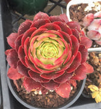 Aeonium Mardi Gras  红腹轮 Melbourne Australia MELBOURNE SYDNEY ADELAIDE QUEENSLAND CANBERRA VICTORIA NSW QUEENSLAND SOUTH AUSTRALIA ACT SUCCULENT 多肉 墨尔本 维多利亚 澳洲 澳大利亚 悉尼 新南威尔士 阿德莱德 南澳 昆士兰 布里斯本 黄金海岸 多肉植物 堪培拉