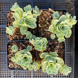 Aeonium aureum 'green rose buds'