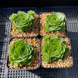 Aeonium aureum 'green rose buds'