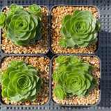 Aeonium aureum 'green rose buds'