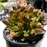 Aeonium bronze medal clump