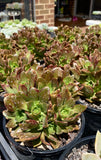 Aeonium bronze medal clump