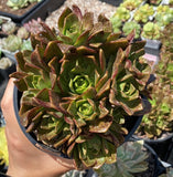 Aeonium bronze medal clump