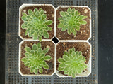 Aeonium emerald ice