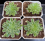 Aeonium emerald ice