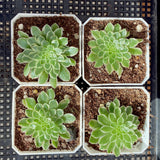 Aeonium emerald ice