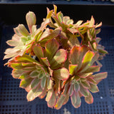 Aeonium ink painting