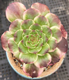 MELBOURNE SYDNEY ADELAIDE QUEENSLAND CANBERRA VICTORIA NSW QUEENSLAND SOUTH AUSTRALIA ACT SUCCULENT 多肉 墨尔本 维多利亚 澳洲 澳大利亚 悉尼 新南威尔士 阿德莱德 南澳 昆士兰 布里斯本 黄金海岸 多肉植物 堪培拉 Aeonium ink painting 水墨画