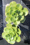 Aeonium Lily pad