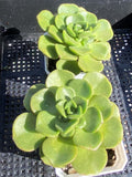 Aeonium Lily pad