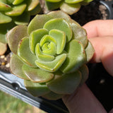 Aeonium Lily pad