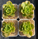 Aeonium Lily pad