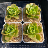 Aeonium Lily pad