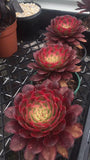 Aeonium Mardi Gras