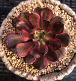 MELBOURNE SYDNEY ADELAIDE QUEENSLAND CANBERRA VICTORIA NSW QUEENSLAND SOUTH AUSTRALIA ACT SUCCULENT 多肉 墨尔本 维多利亚 澳洲 澳大利亚 悉尼 新南威尔士 阿德莱德 南澳 昆士兰 布里斯本 黄金海岸 多肉植物 堪培拉  Aeonium Mardi Gras