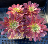 Aeonium Mardi Gras