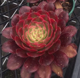 Aeonium Mardi Gras